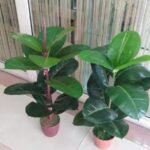 IMG-20260422-WA0071